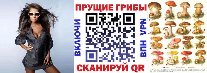 Галлюциногенные грибы Psilocybine cubensis  хочу   Кизилюрт 